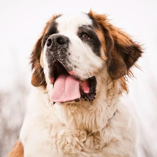 St bernard dog sales cost